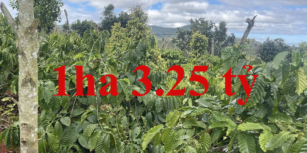 1ha 3.25 tỷ Ea Ral. Ea Hleo, Dak Lak