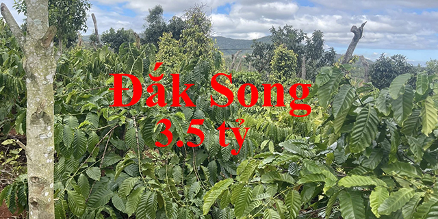 Đắk Hoa, Đăk Song, Lâm Đồng, 3,5 tỷ, 3ha, #VN2