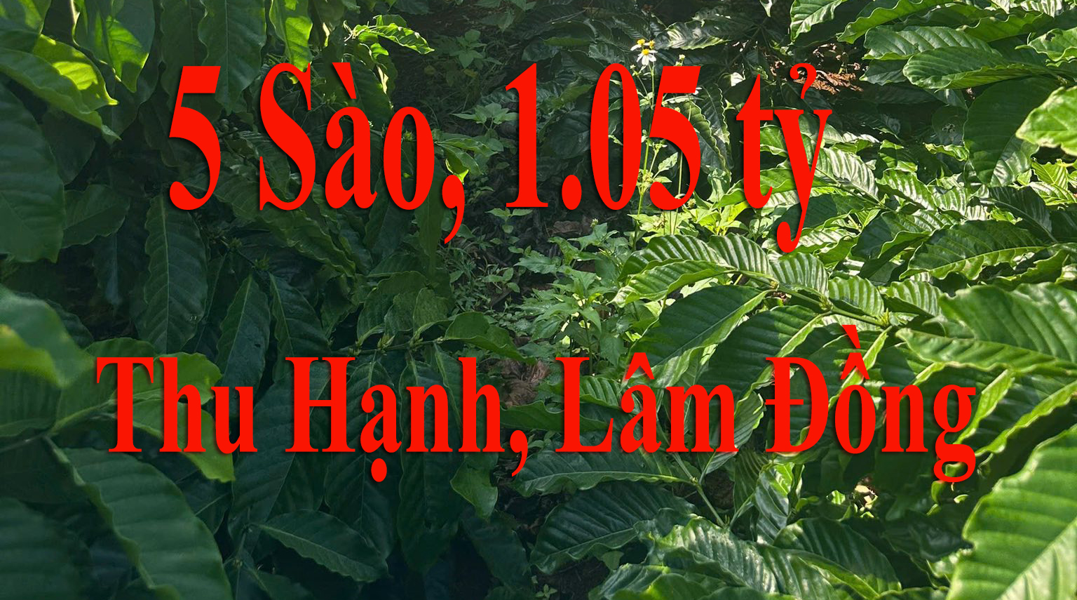Thôn 8, Thu Hạnh, Lâm Đồng, 5 sào, 1,05 tỷ