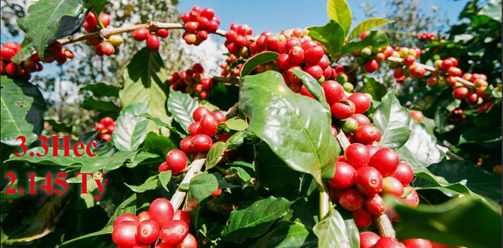 3.3 Hecta 2.145 Tỷ, Dak Mil, Lâm Đồng