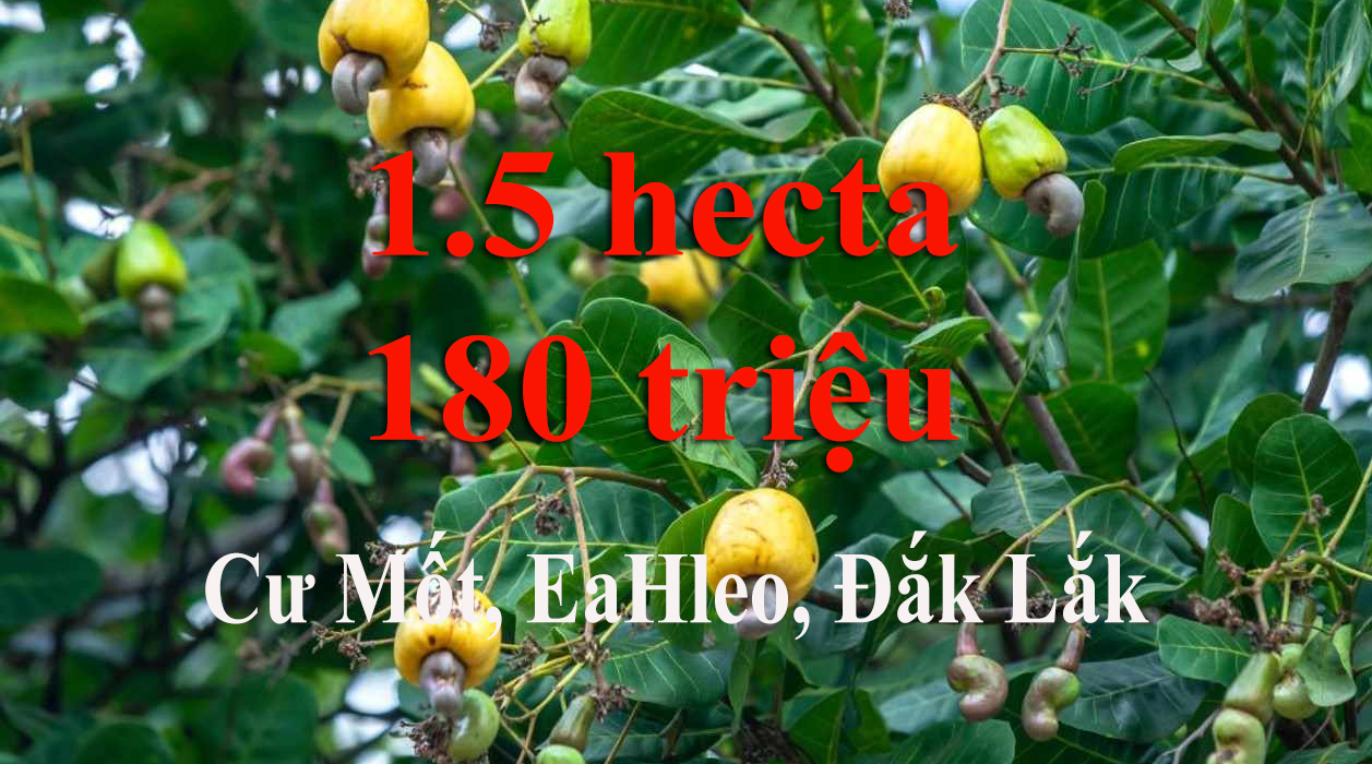 180 triệu, 1.5 ha, cư mốt, dak lak