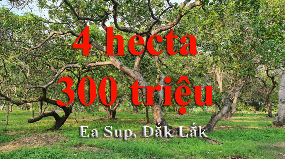 Ea Sup, EaHleo, Đắk Lắk, 4ha, 300 triệu | #VN2