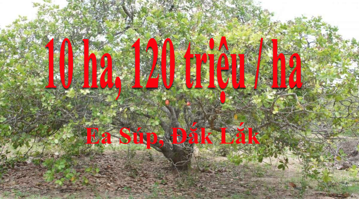 10 Hecta 120triệu 1 hecta dat trong dieu, EaSup, Đak Lak