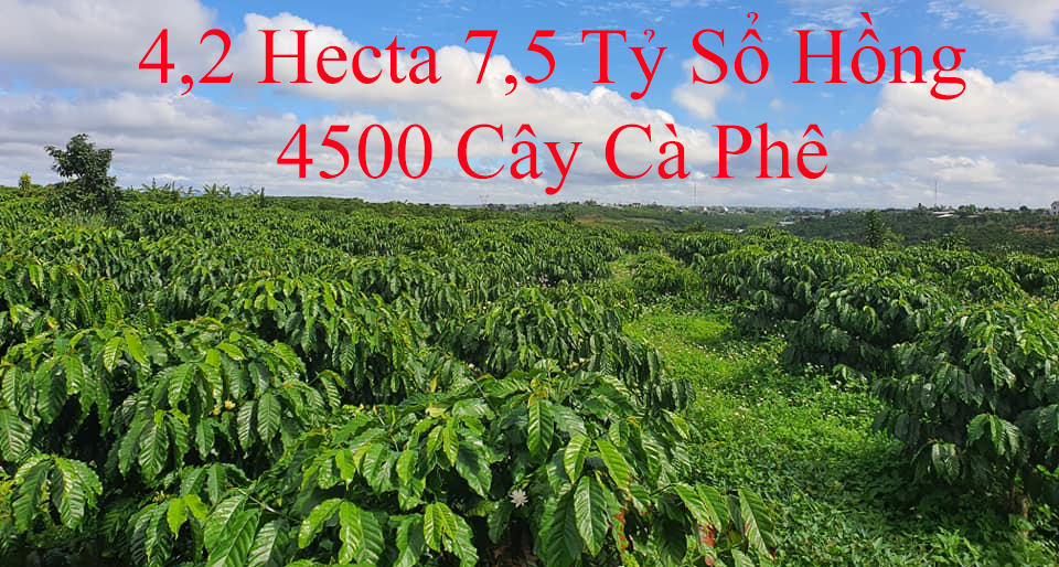 4.2 Hecta 2 Sào 7.5 tỷ, Quảng Tân, Lâm Đồng VN2