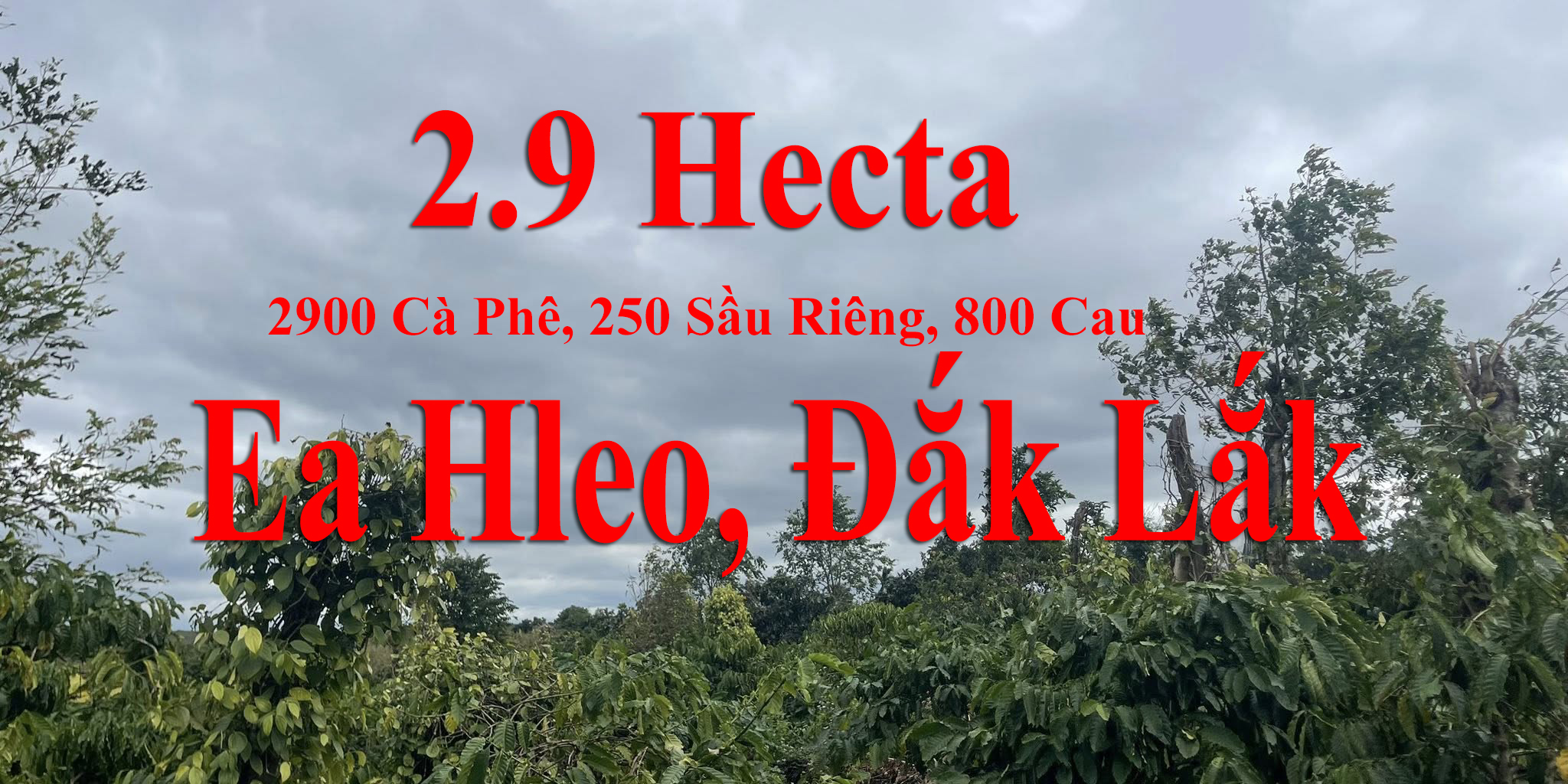Ea Nam, Ea Hleo, Đắk Lắk, 6.38 tỷ, 2.9 ha