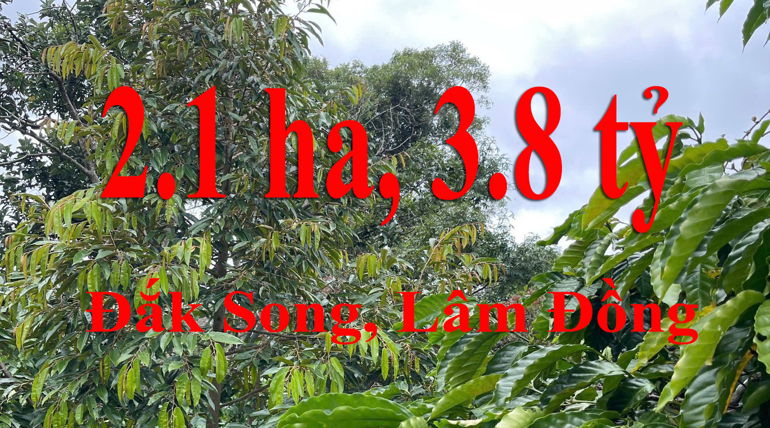 Nam Njang, Đak Song, Lâm Đồng, 3.8 tỷ, 2.1 ha