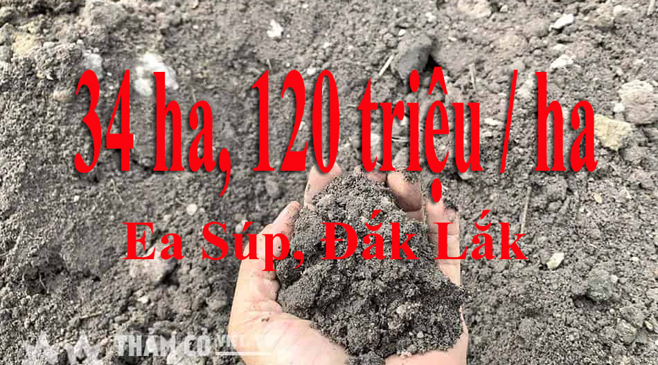 Ea Sup, Đắk Lắk, 150/1ha, tổng 34ha