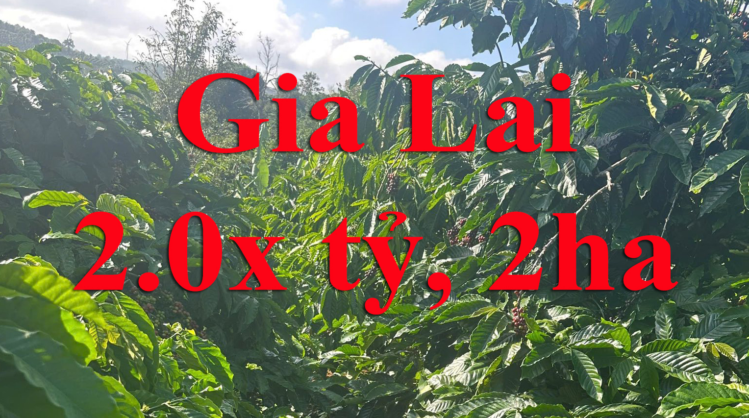 son lang kbang, Gia Lai, 2,0x tỷ, 2ha, sổ