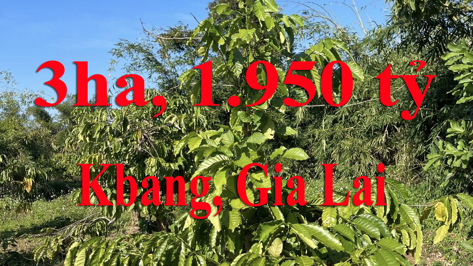 xã Kbang, Gia Lai, 1,950 tỷ, 3ha
