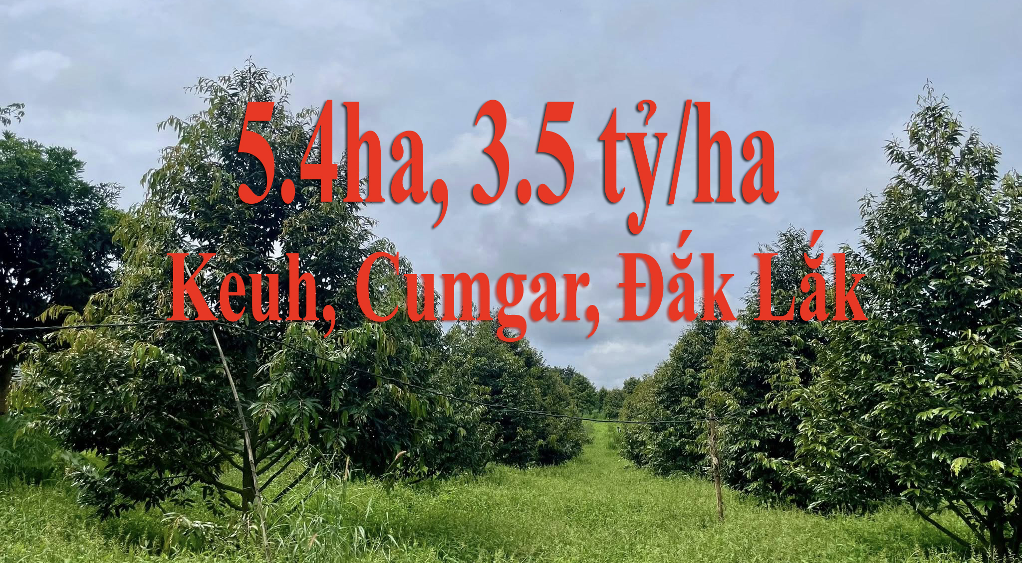 Keuh, Cumgar, Dak Lak, 5,4ha, 3.5 / 1ha