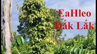 3.25 tỷ, 1.2 ha, EaRal, EaHleo, Đak Lak