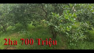 2ha 700 triệu Cát Tiên, Lâm Đồng