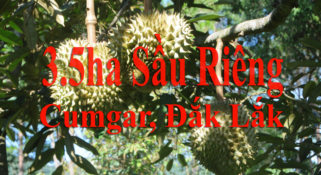 Quảng Phú, Cumgar, Đắk Lắk, 3.5ha