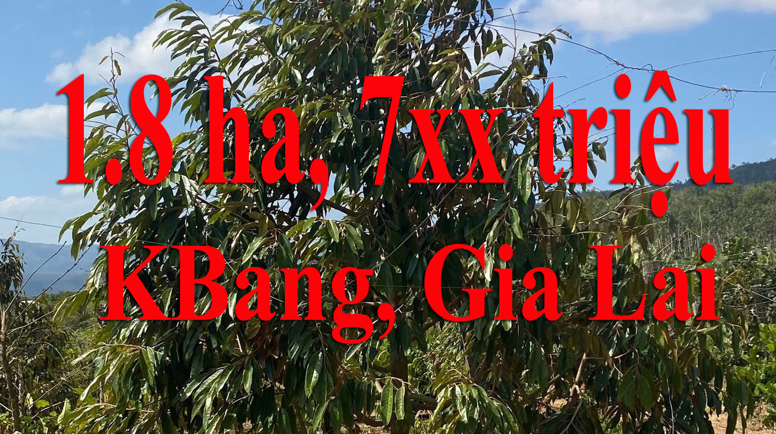 Đất Cực Rẻ Có Sầu Riêng Đang thu, có Nhà ở tại Kbang, Gia Lai, 1.8ha, giá 700 triệu