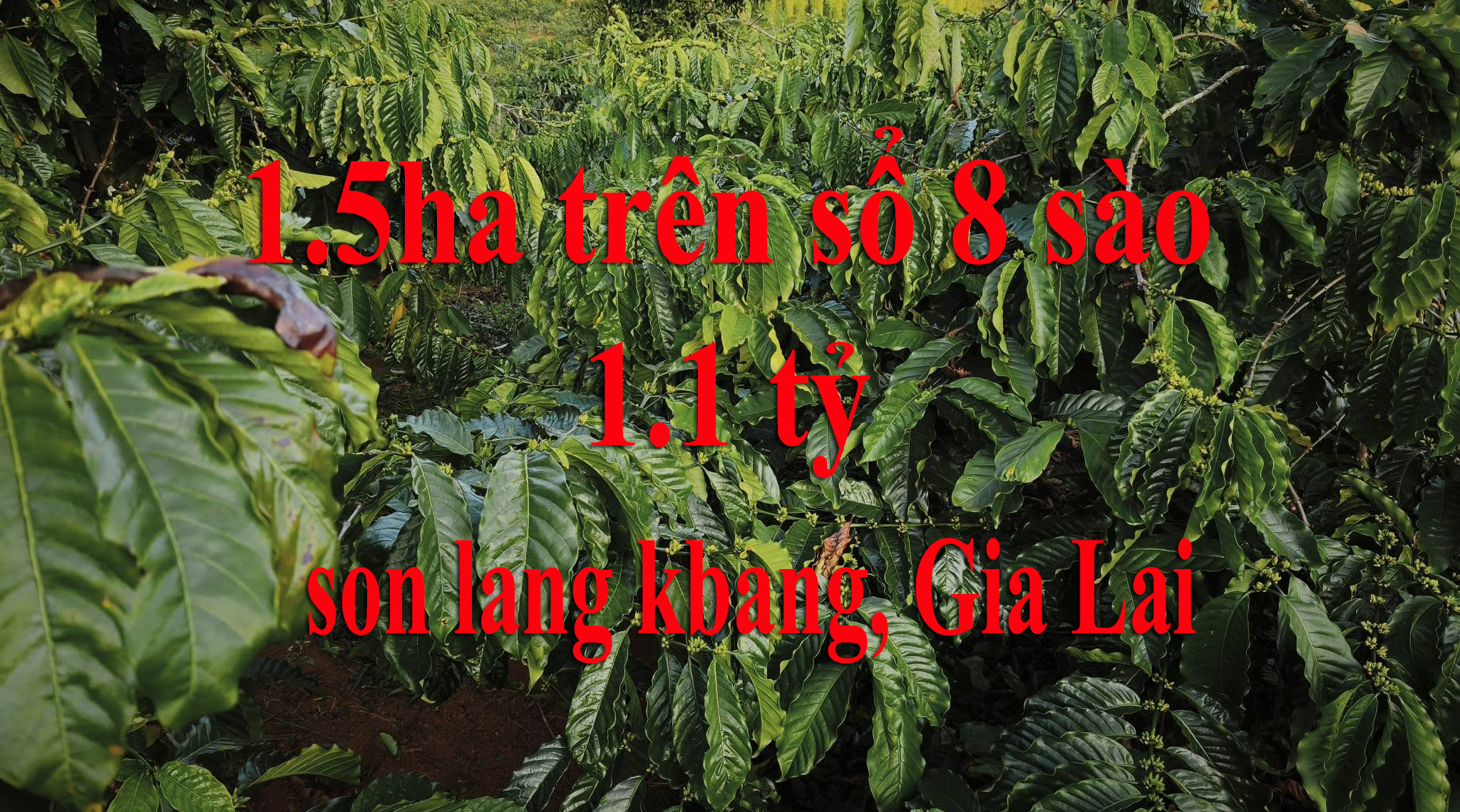 son lang kbang, Gia Lai, 1.1 tỷ, 1.5ha, 8 sào trên sổ | Full Cà Phê / Coffee
