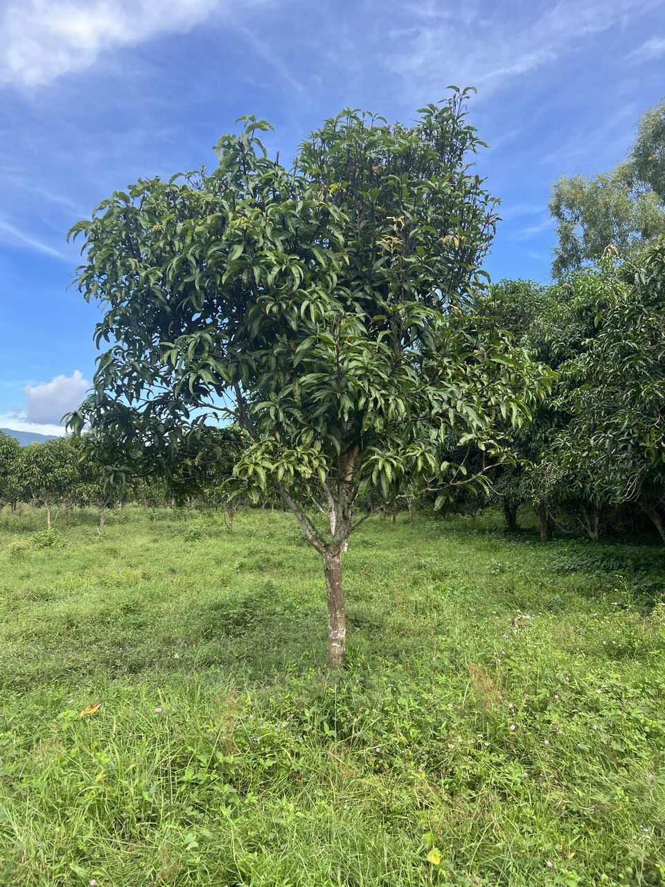 z5030010263405_e11dc6e0a4486ea4022a1b5d3fc4a6c1