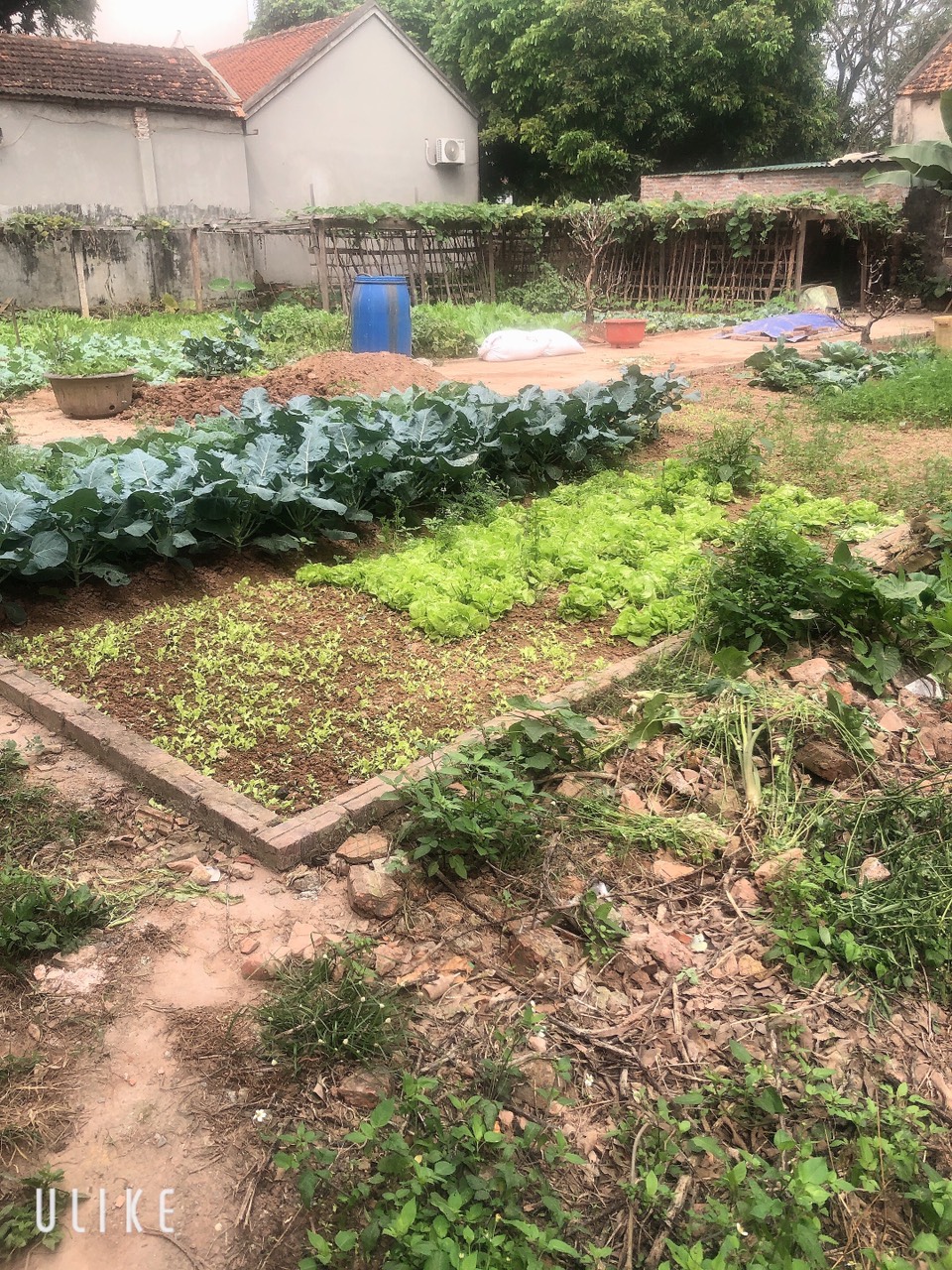 z5178235653439_2fc90330229c2dba3dc35381449f1cb2