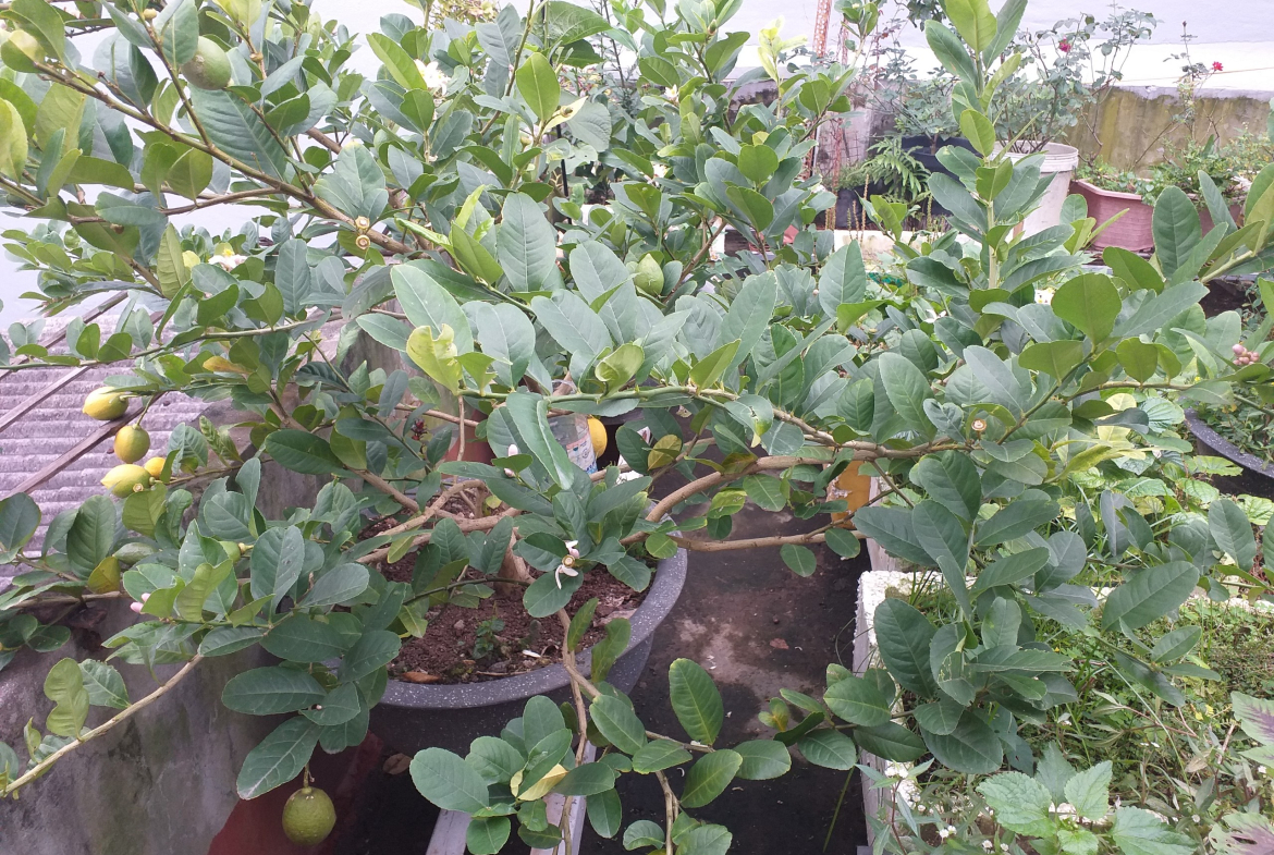 z4083373148330_582e4bbeaaa1e0b508701717adf61f4d