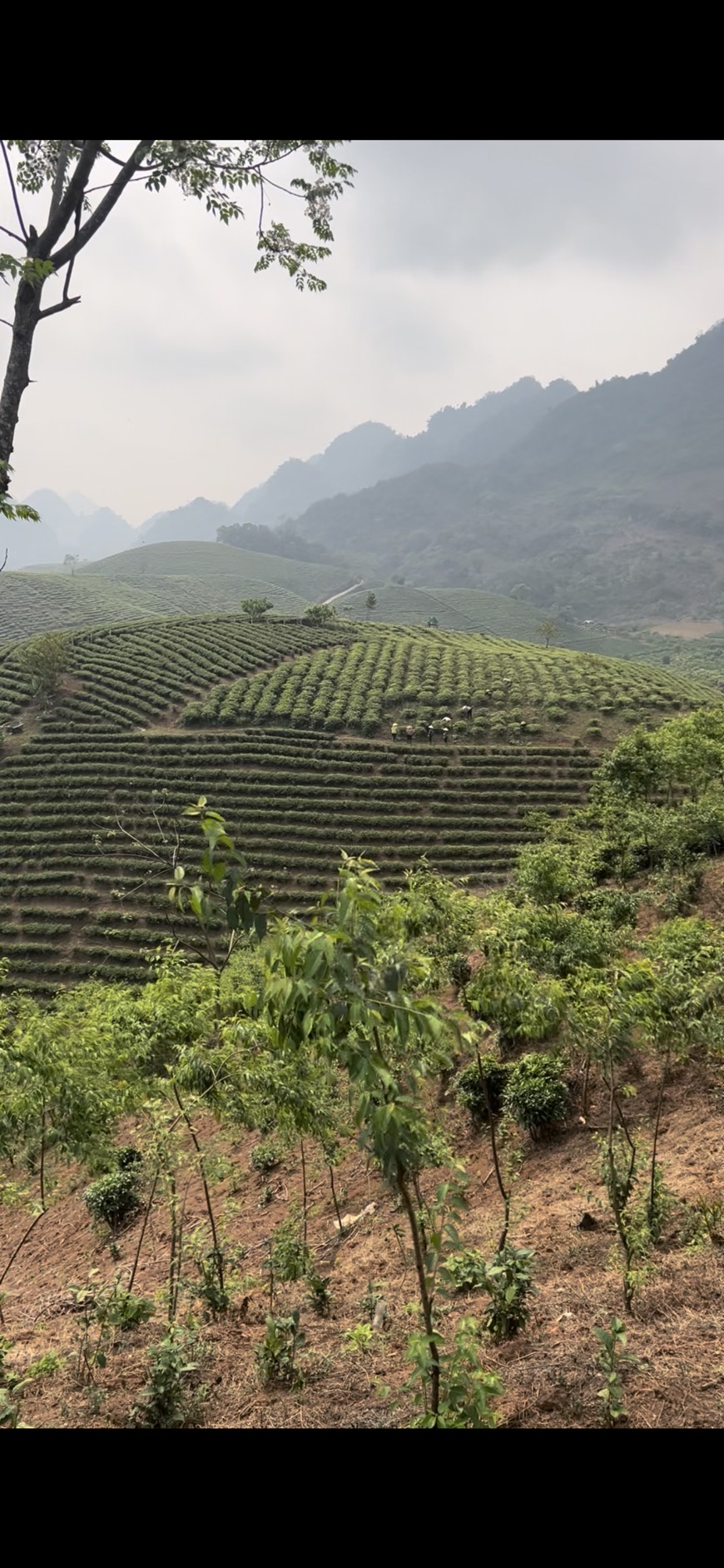 z5301277093558_3614fefc8ca46b8395b61801c87716fc-1