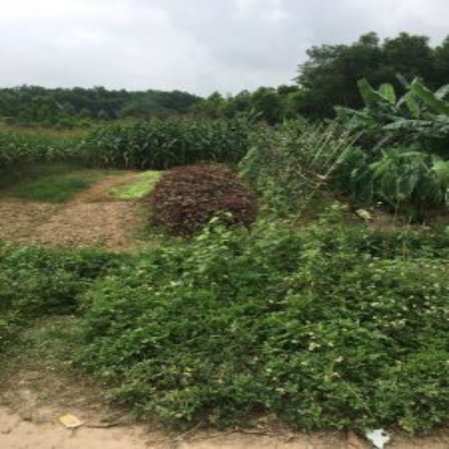 5c6767b7d714dd94d01f5f37ce790c2f-225×300