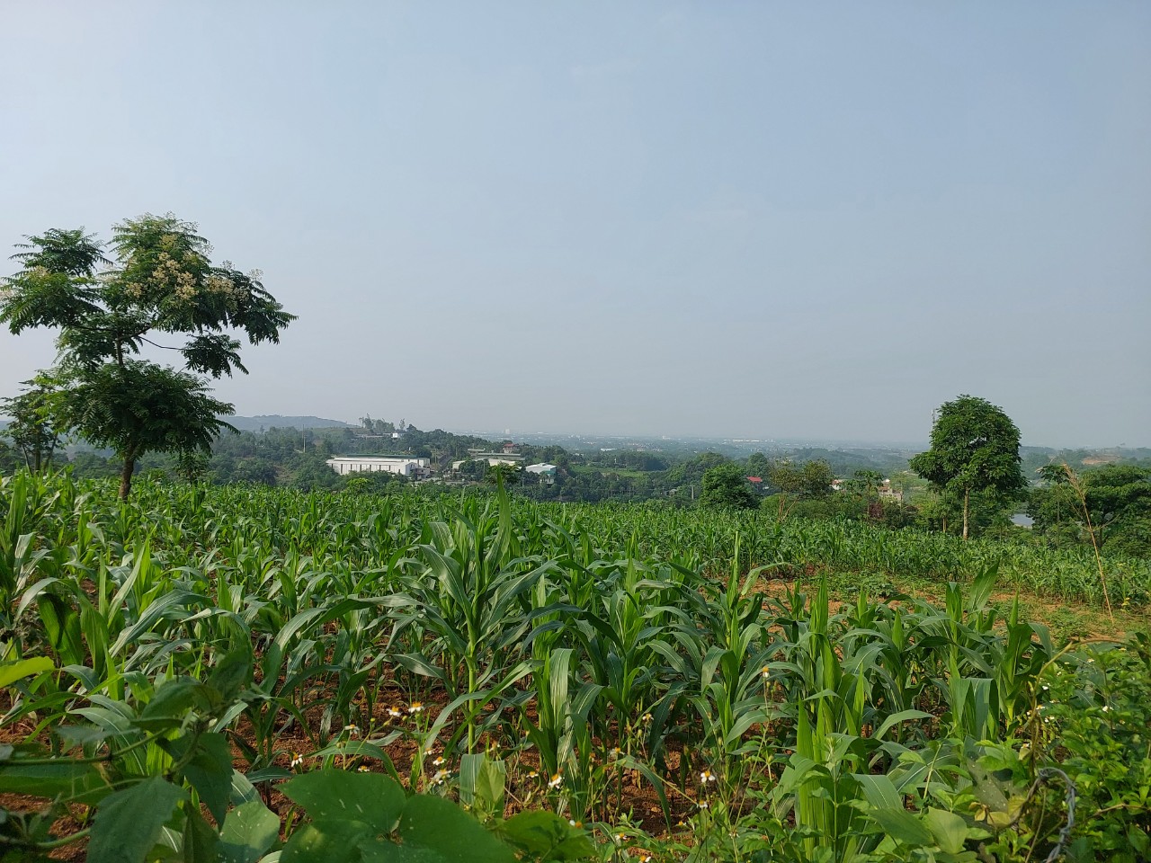 z5382484284286_eb7bd6051afbd0e31bb8fd60a096593f