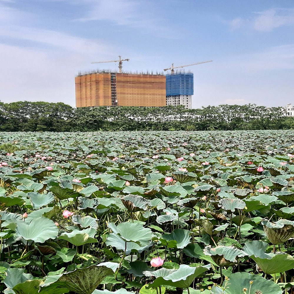 20989894845 Hanhomes Blue Star Trau Quy Gia Lam Ha Noi (127)