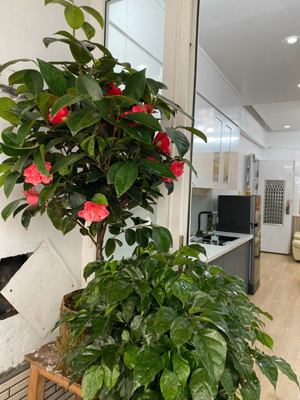 z5436430467840_b543c8242733aaeee1d78606d6f5ec6c