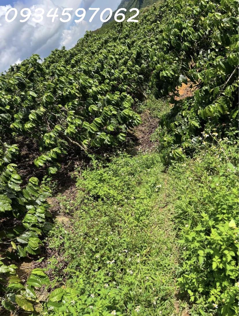 z5490960149086_e623fd945a1601d340e0be2a36fa36f1