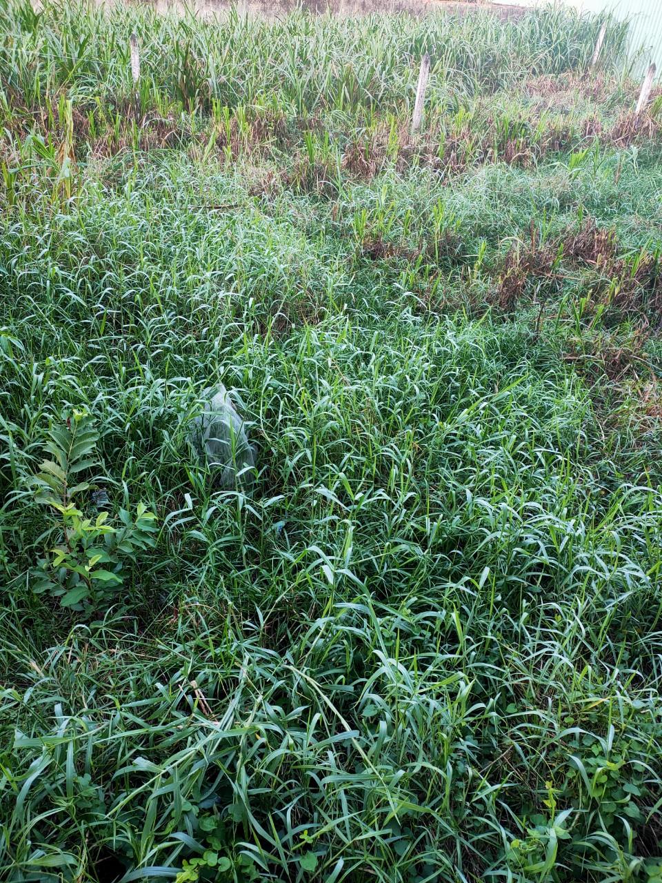 z5502333761782_732a226220c42e6ce74b0d8435f2a01e