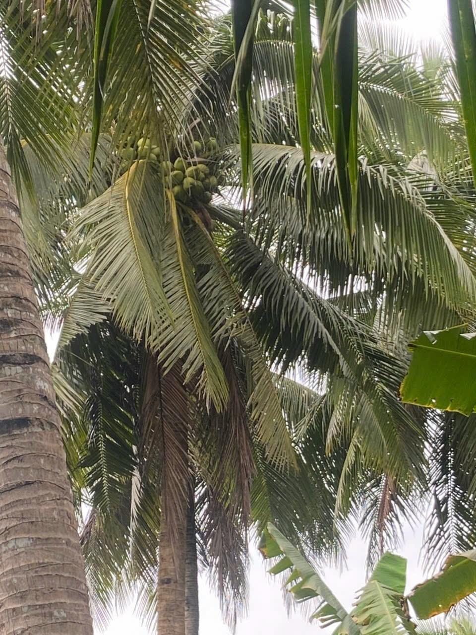 z5511859814278_bff01edc9e05ffaa7abfce11f3ef3b92