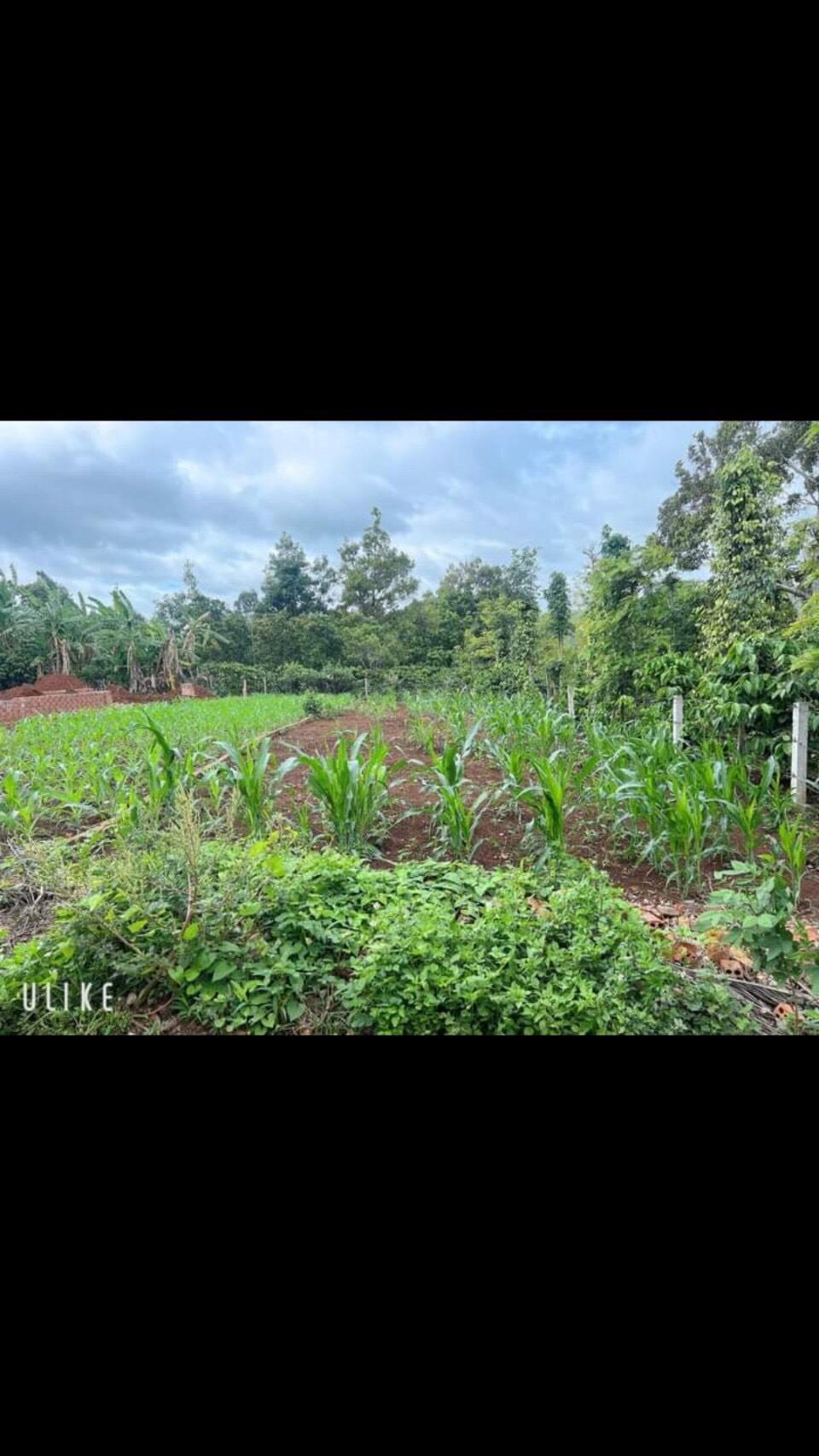 z5569854133672_20b5c4dacc4b411594ef91e9d2bc1a37