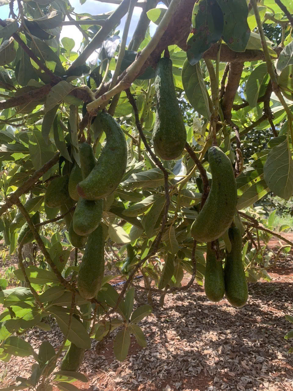 z5755187711248_40bb0852cf8b10ee1a27653fec41eceb