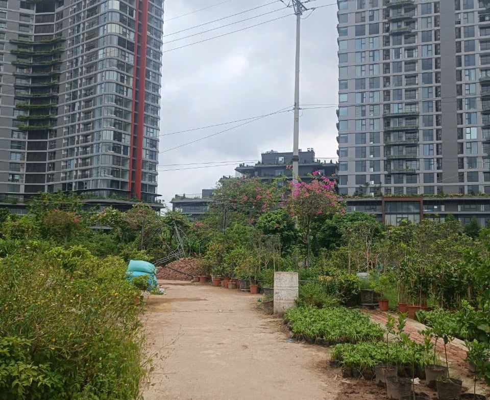 70m dau gia phung cong1