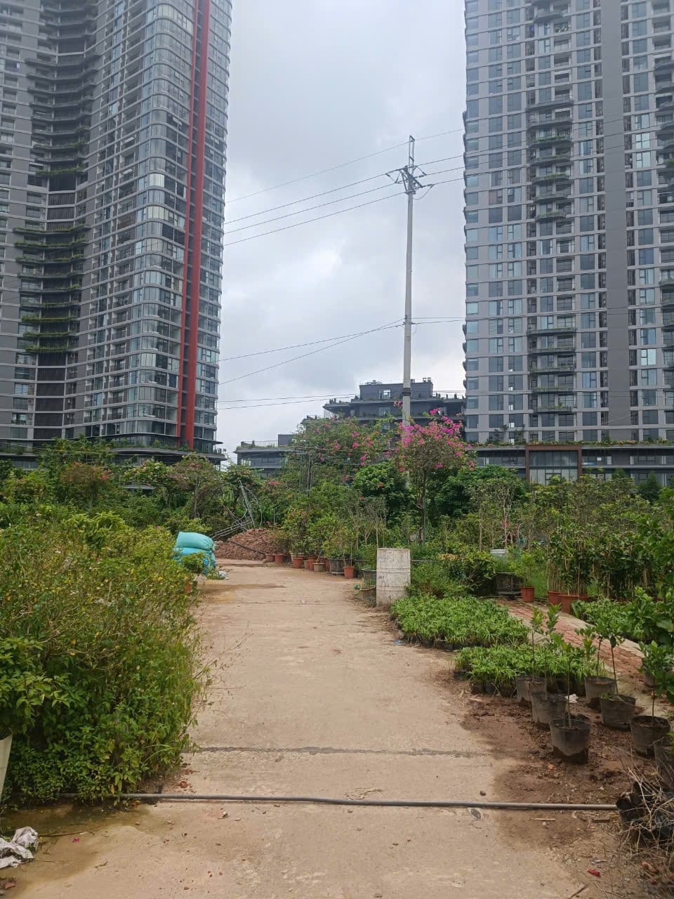 70m dau gia phung cong1