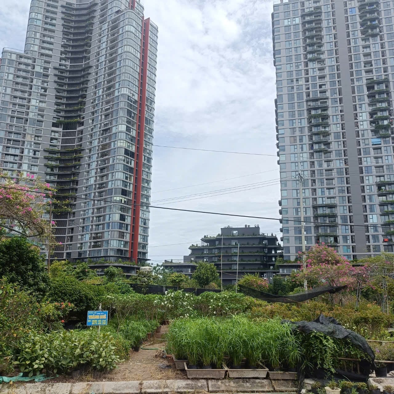 70m dau gia phung cong3