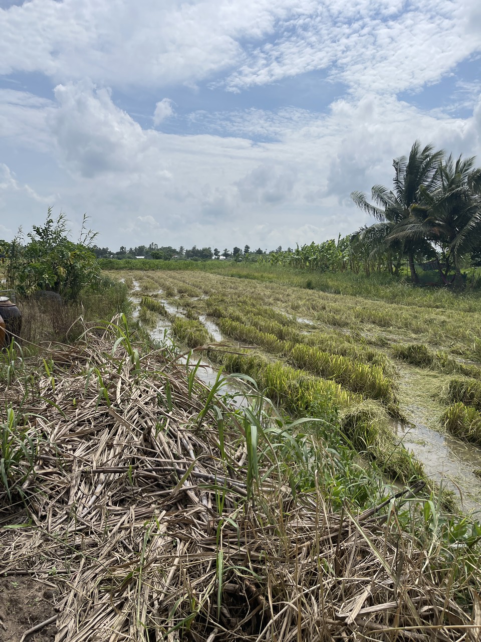 z5660700630916_93a6711195cb0d2b9a9326e119ce3a2d