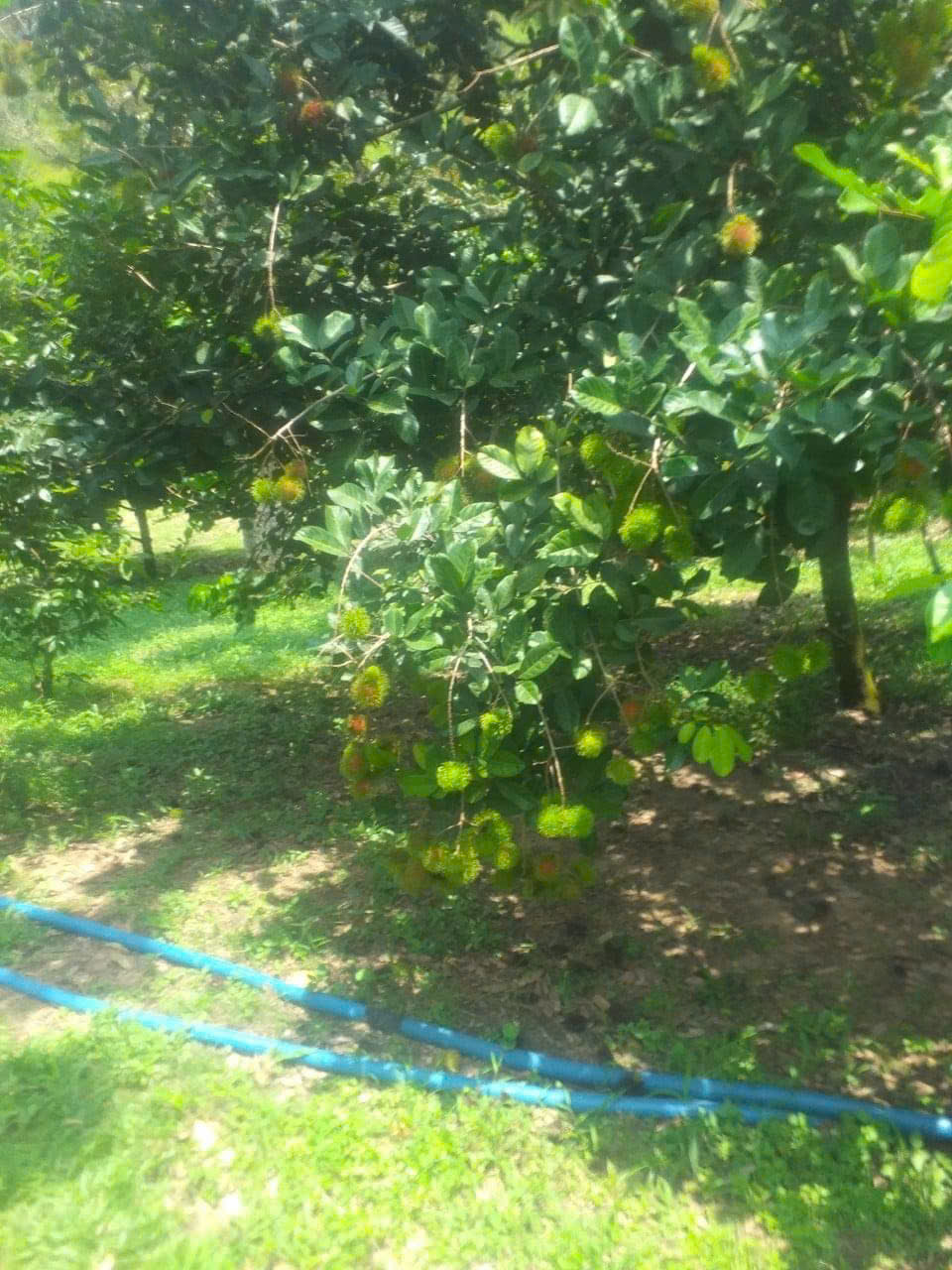 z5853003138407_59c74cc2b3c32d6ed738d3a81c8ad074