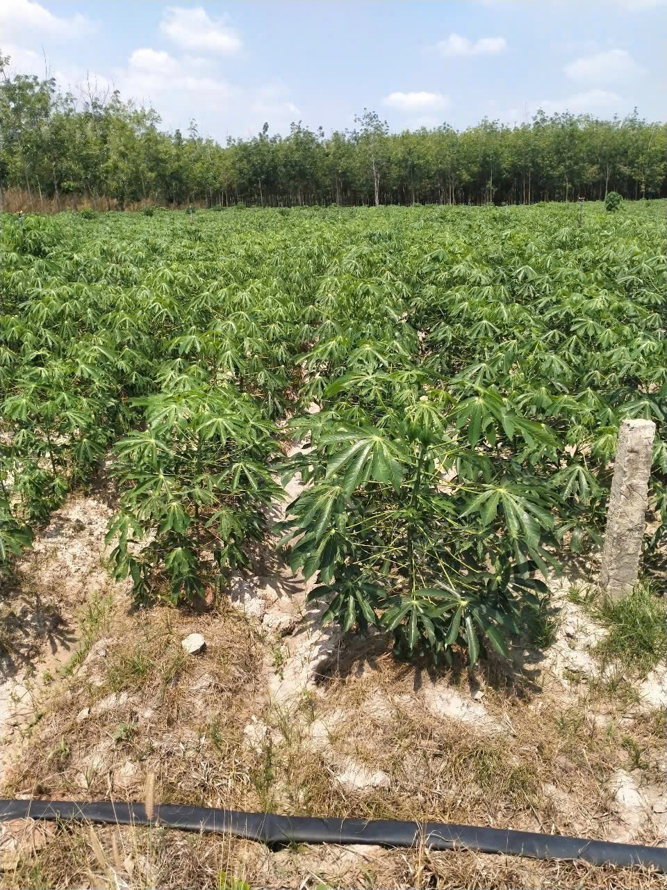 z6475394552660_aaa1079ffbe384b57ef74cfdf02806b0