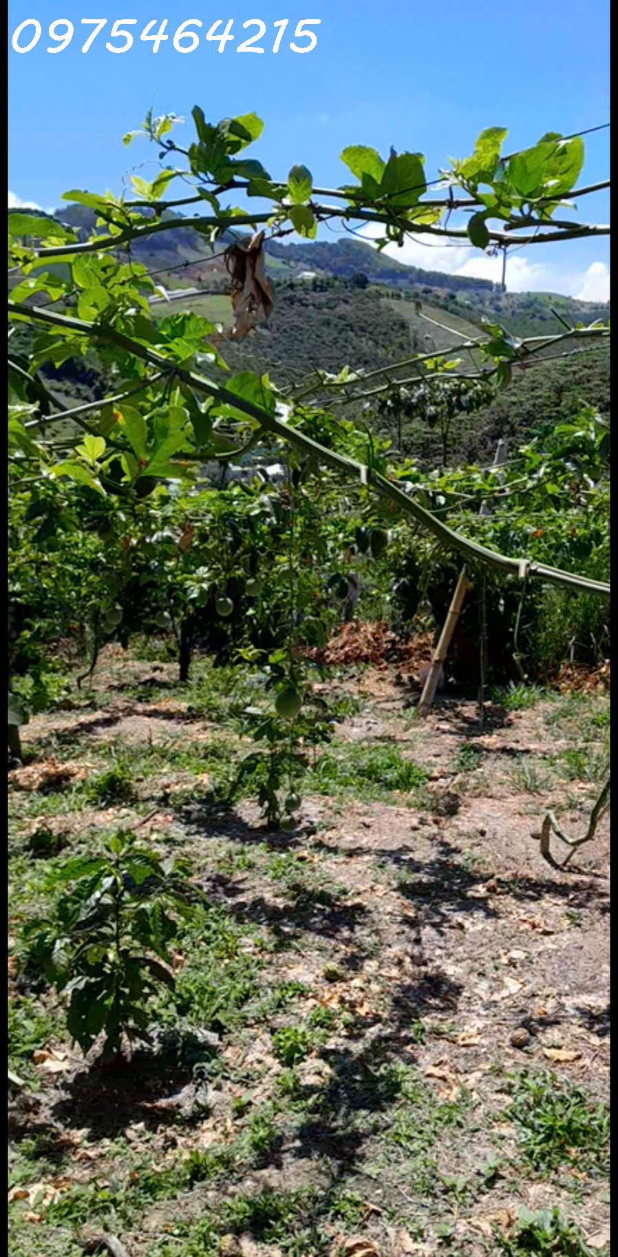 z6550119717214_0da6211e43909223fce0a797e7b6f4eb