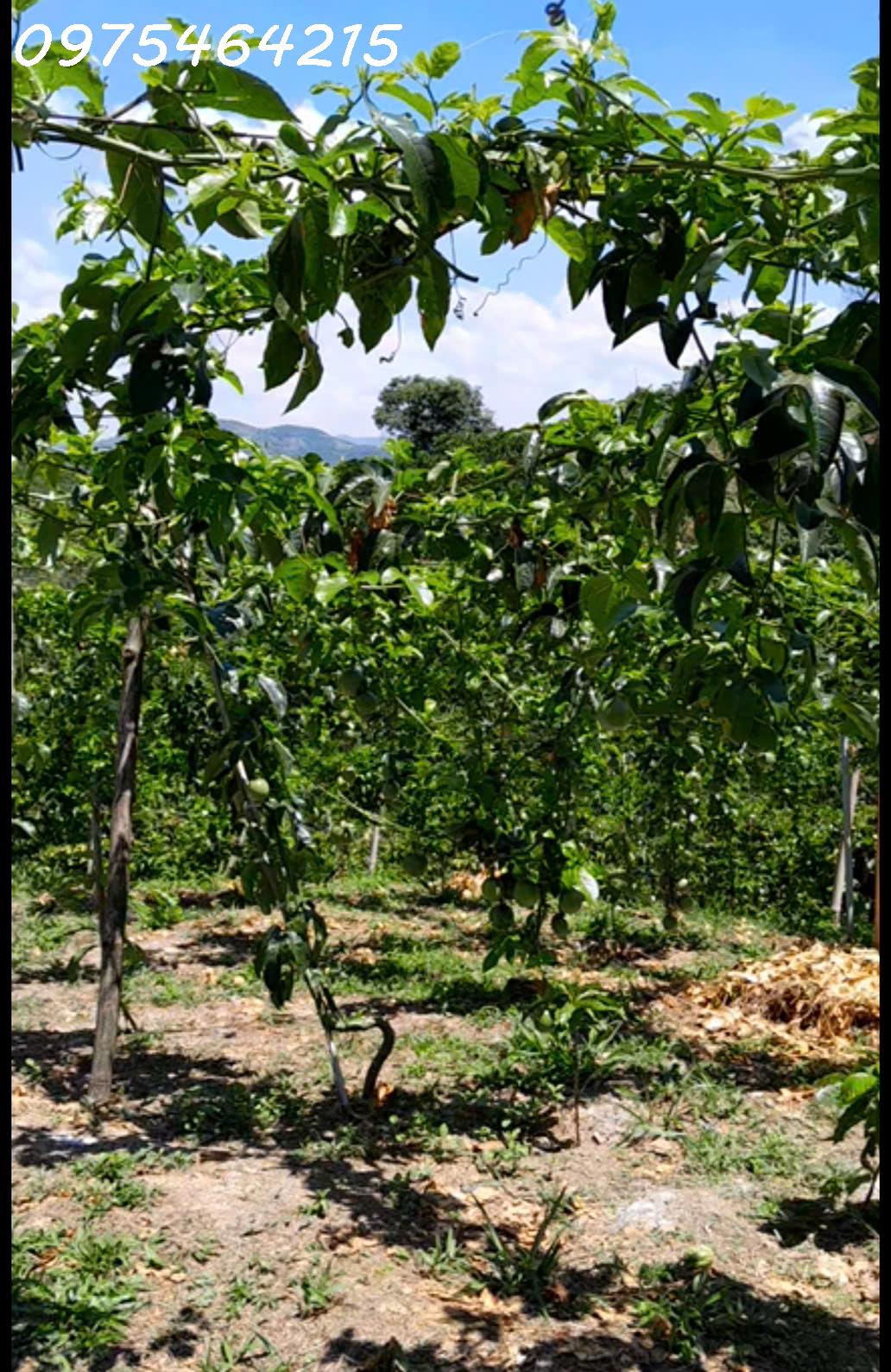 z6550293440616_aa7b28338b454f34cb0db1145a4ba054