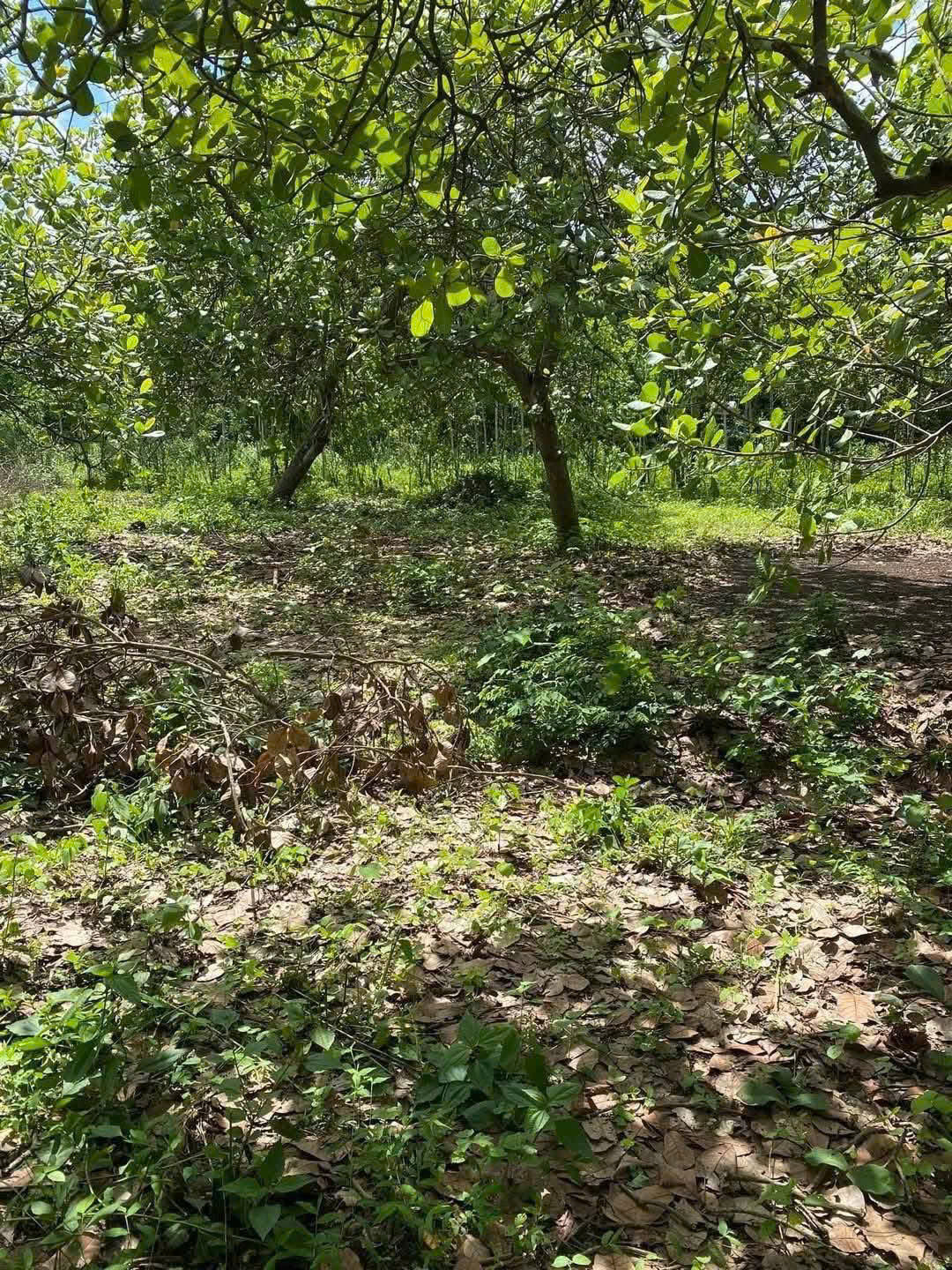 z7023312497058_53ed9b98be56154ca1b97b9b453de3d0