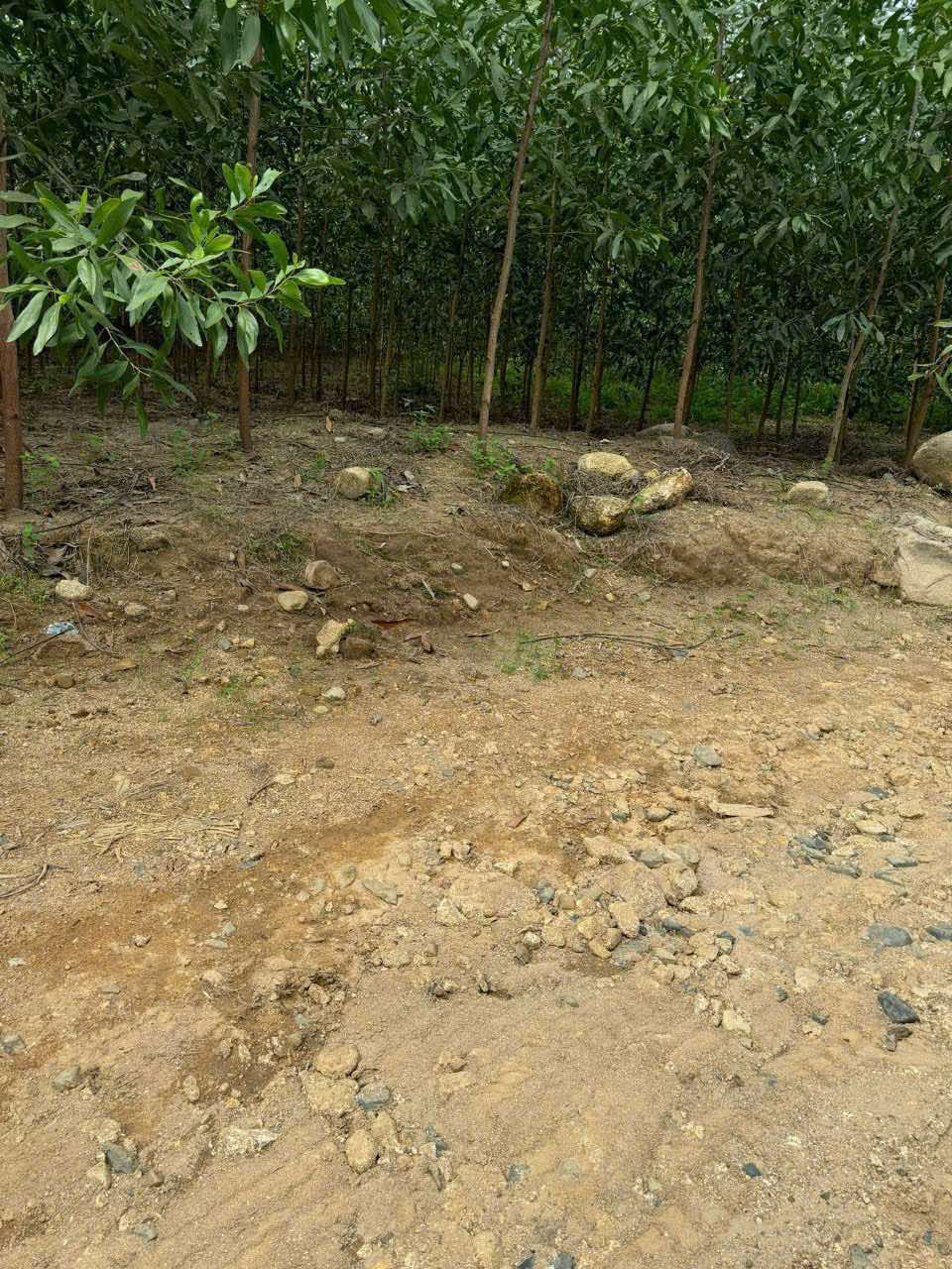 565091621_1382745553378737_229888371947147766_n