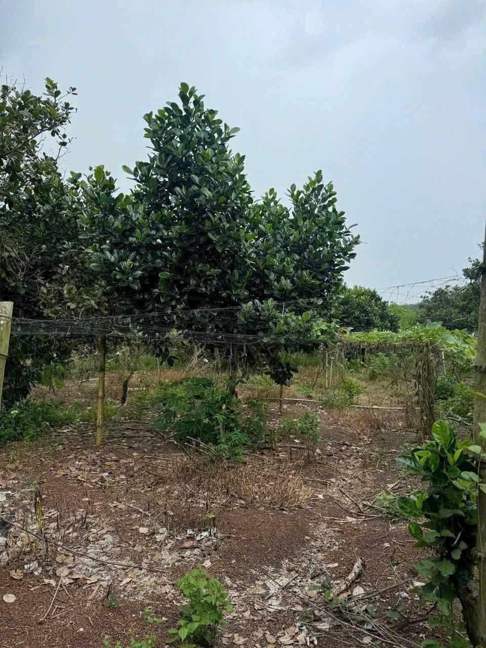 z7098024580624_26005921223d7f129aac616ca5add27d