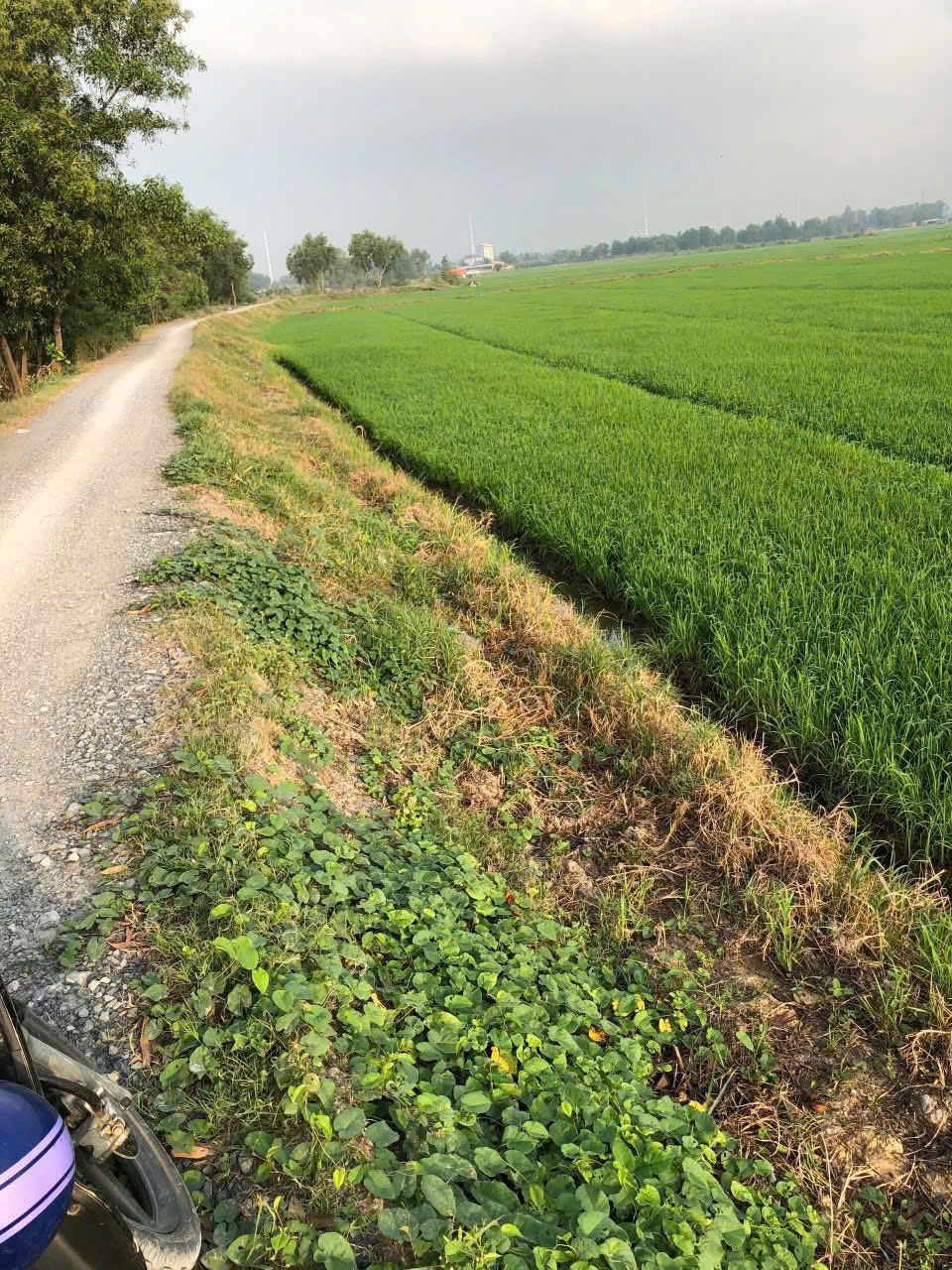 z7117523380233_7d07ee15ed1249c000e9c68ddff40310