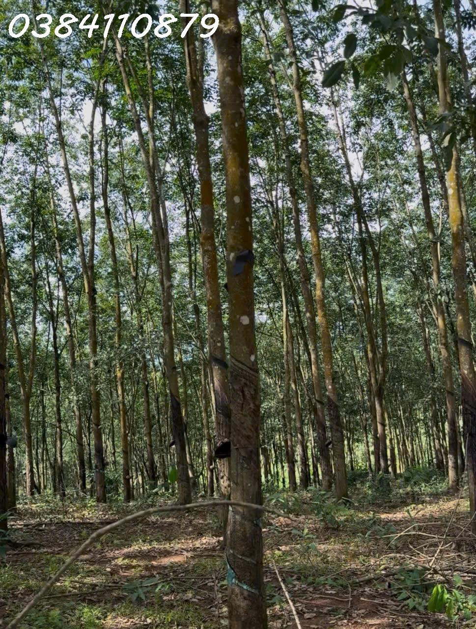 z7161313907137_6d467fa0104a9e61dc9b7522fd70b557