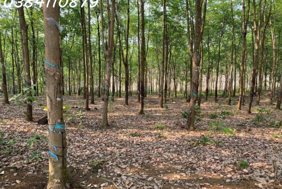 z7161313908095_cc3ae1387dbf3296cb5a7344eb3aec15