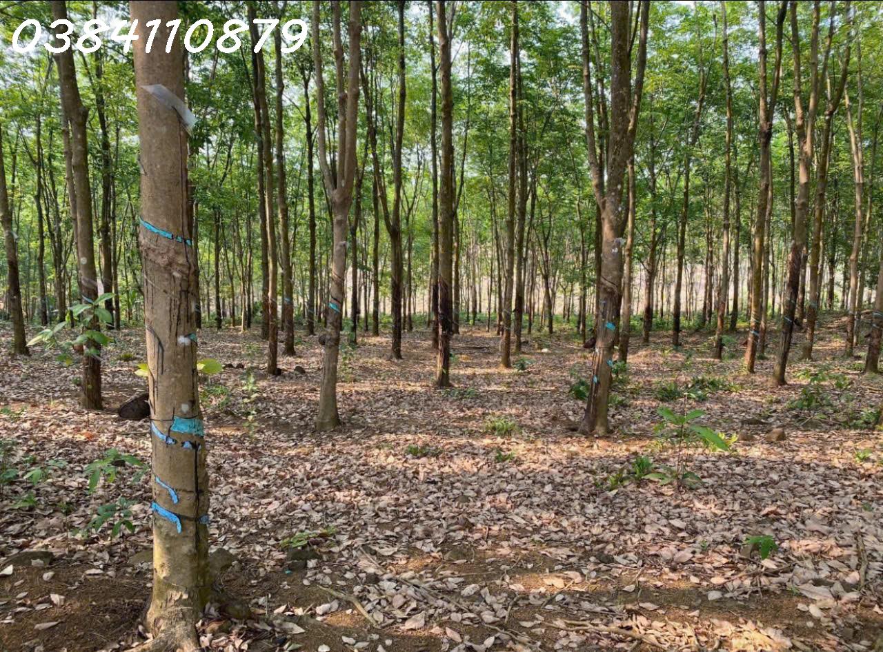 z7161313908095_cc3ae1387dbf3296cb5a7344eb3aec15