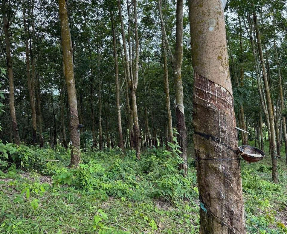 z7161313911292_0db3a1dba9ec2db7854d7ad938625cf1