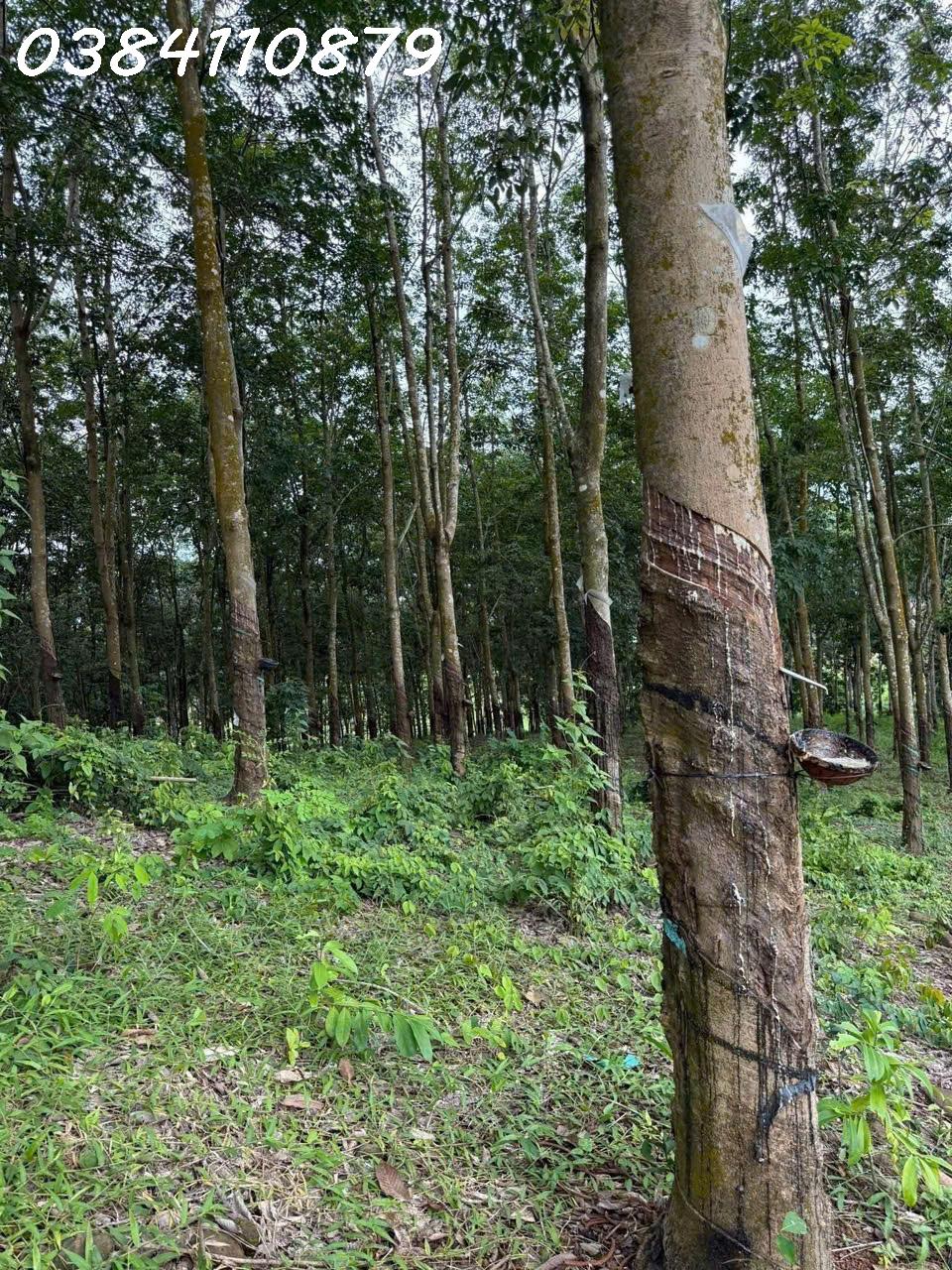 z7161313911292_0db3a1dba9ec2db7854d7ad938625cf1