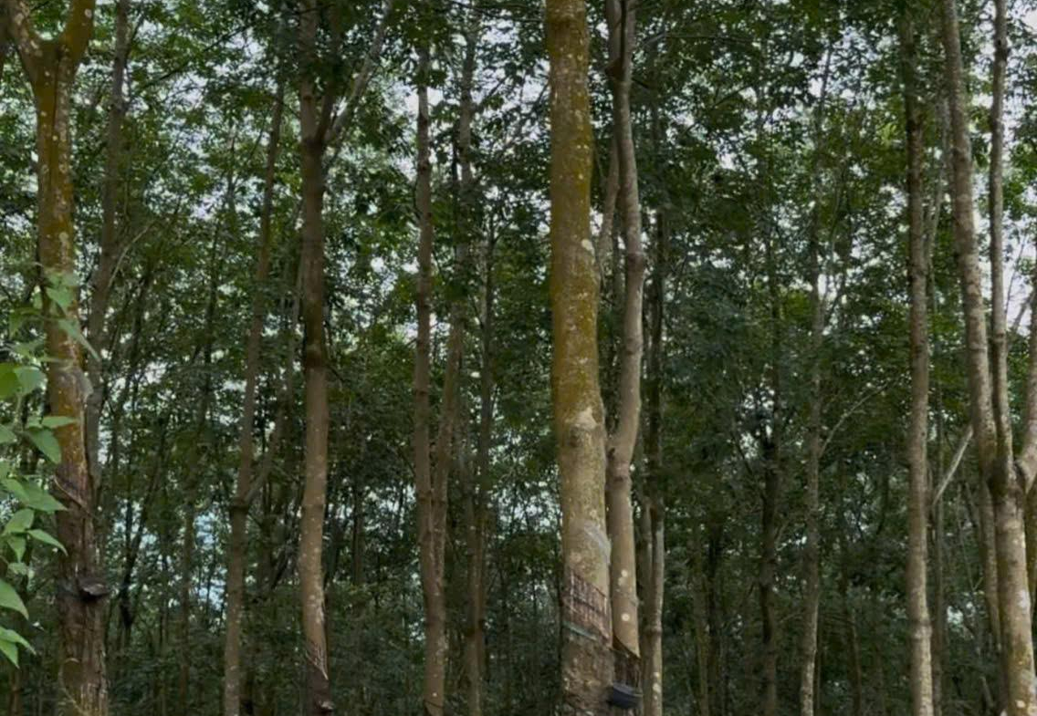 z7161313913948_1a44ec56272e08edf814ee10cad67508